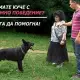 . Снимка на Кико - Индивидуално обучение на кучета