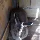 . Снимка на продавам зайци
