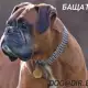 . Снимка на Немски БОКСЕР изключително предано куче с уравновесена нерв