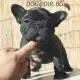 . Снимка на ЗЛАТИСТ цвят Френски БУЛДОГ за 550лв - развъдник продава куче