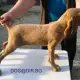 . Снимка на грубокосместа Унгарска ВИЗЛА - развъдник продава кученца ВНОС