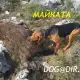 . Снимка на гонче БАЛКАНСКО двуцветно желано ловно куче за лов на разно