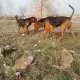 . Снимка на гонче БАЛКАНСКО двуцветно желано ловно куче за лов на разно