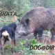 . Снимка на ЛОВНО гонче КОПОЙ Унгарски много желано куче за ЛОВ на разн