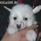 . Снимка на мини Китайско ГОЛО КАЧУЛАТО Куче весело, игриво и пъргаво