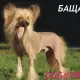 . Снимка на мини Китайско ГОЛО КАЧУЛАТО Куче весело, игриво и пъргаво