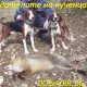 . Снимка на Сръбско трицветно ГОНЧЕ - развъдник продава кученца ВНОС
