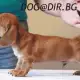 . Снимка на кученца ДАКЕЛ с миниатюрен размер, късокосмести - развъдник