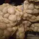 . Снимка на Продавам картофи произведени в Самоковския район