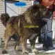 . Снимка на КАВКАЗКА ОВЧАРКА Руска - развъдник продава кученца ВНОС