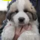 . Снимка на Пиринейско Планинско куче Френска Овчарка се използва като