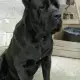 . Снимка на Кане Корсо - Cane Corso за ценители