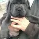 . Снимка на Кане Корсо - Cane Corso за ценители