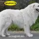 . Снимка на бяла ОВЧАРКА Словашки Чувач много подходящ за семейно куче