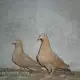 . Снимка на Продавам гълъби на въртене и глас, различни цветове