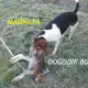 . Снимка на Руска ПЕГАЯ петнисто Ловно Гонче ПЕГАЙ - отлично ловно куче