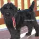 . Снимка на KГБ Териер РУСКИ черен ТЕРИЕР е смело и наблюдателно куче