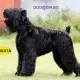 . Снимка на KГБ Териер РУСКИ черен ТЕРИЕР е смело и наблюдателно куче