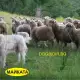 . Снимка на Планинска Татренска Овчарка тази Полска порода е за охрана