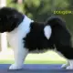 . Снимка на Американска АКИТА рядко срещана порода, най - преданите кучет