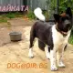 . Снимка на Американска АКИТА рядко срещана порода, най - преданите кучет