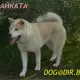 . Снимка на Японска АКИТА ИНУ най - преданата порода кучета, рядко срещан