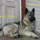 . Снимка на EСКИМОСКО куче - Гренландско ЛОВНА порода кучета, използвана