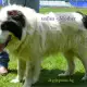 . Снимка на КАРАКАЧАНКА Българско Овчарско Куче с най - високо качество