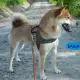 . Снимка на МИНИ Японска ШИБА ИНУ най - преданата порода кучета
