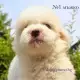 . Снимка на ВИП Пуделчета тип - Мини с РОДОСЛОВИЕ, кученце с цвят WHIT