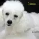 . Снимка на ВИП Пуделчета тип - Мини с РОДОСЛОВИЕ, кученце с цвят WHIT