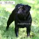 . Снимка на черен МОПС рядко срещана окраска продавам малки кученца