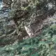 . Снимка на Котето Грей си търси дом