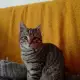 . Снимка на Котето Грей си търси дом