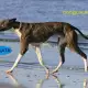 . Снимка на Унгарска Газела ХРЪТКА съвършеното куче за бърз и скоростен