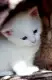 . Снимка на Турска АНГОРСКА котка единствена порода която не се скуби