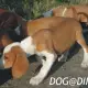 . Снимка на ловно Гонче ПОСАВСКО двуцветно - развъдник продава кученца ВН