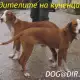 . Снимка на ловно Гонче ПОСАВСКО двуцветно - развъдник продава кученца ВН