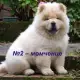 . Снимка на БЯЛ цвят ЧАУ ЧАУ за 550лв - развъдник продава кученца ВНОС