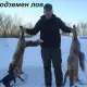 . Снимка на всестранно ловно куче ЯГДТЕРИЕР безстрашно куче със здрава