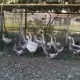 . Снимка на Продавам лебедови гъски