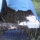 . Снимка на ПРОДАВАМ пчелни семейства в тръвни 20.БР