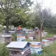 . Снимка на Продавам пчелни семейства с кошери