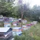 . Снимка на Продавам пчелни семейства с кошери