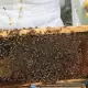 . Снимка на Продавам кошери с пчели, пчелен мед и восък