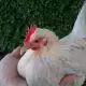 . Снимка на Продавам пилета и яйца от породата Холандска гащата кокошка
