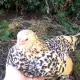 . Снимка на Продавам пилета и яйца от породата Холандска гащата кокошка