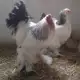 . Снимка на Продавам пилета и яйца на кокошки от Орпингтон и Брами