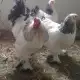 . Снимка на Продавам пилета и яйца на кокошки от Орпингтон и Брами