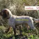 . Снимка на куче за ЛОВ Руски Шпаньол с най - високо качество 350 - - 460лв